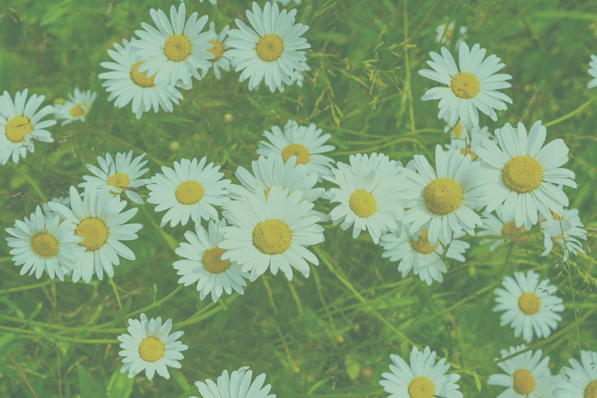 blooming-summer-flowers-white-chamomile-2025-01-09-03-16-17-utc